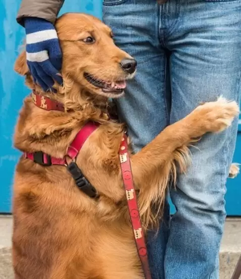 brown dog hugging man's leg