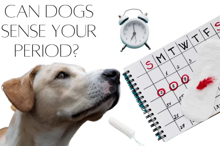 Can Dogs Sense When You Are On Your Period? (Explained!)