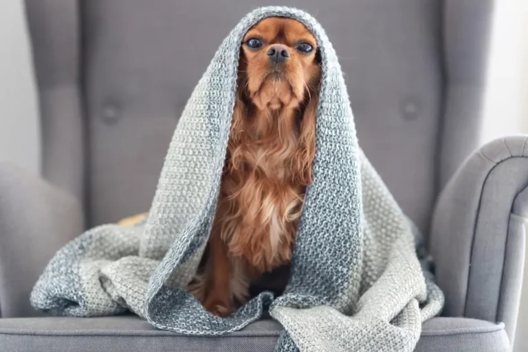 Why Does My Dog Hump Blankets? (8 Reasons & How To Stop It)