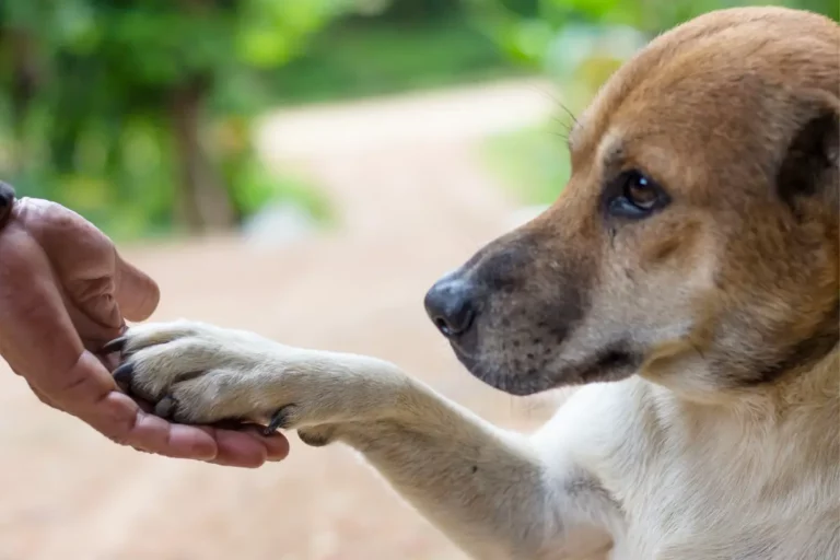 Why Does My Dog Hump My Arm? (6 Reasons & How to Stop It)