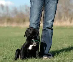 Dog sitting next to owner's leg in a field