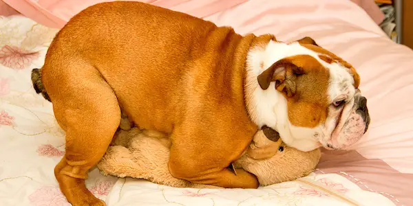 dog humping teddy bear