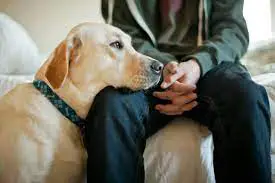 dog smelling owner's hand