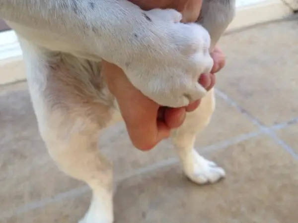 white dog humping arm