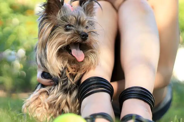 Yorkshire Terrier hugging woman's leg