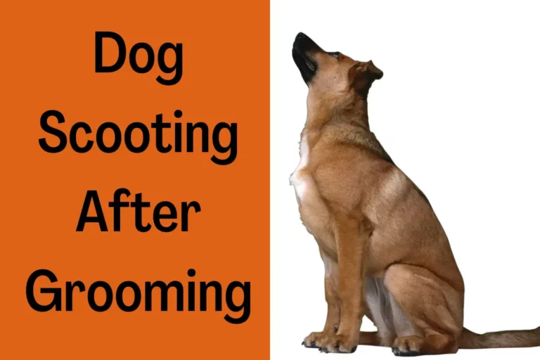 Dog Scooting After Grooming (5 Reasons & Home Remedies)