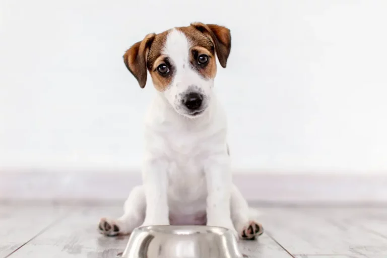 Will A Dog with Parvo Drink Water or Eat? (Explained!)