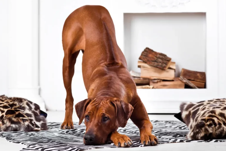 Why Do Dogs Put Their Head Down and Bum Up in the Air (7 Reasons Revealed)
