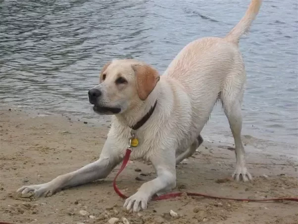 Dog with bum up near water