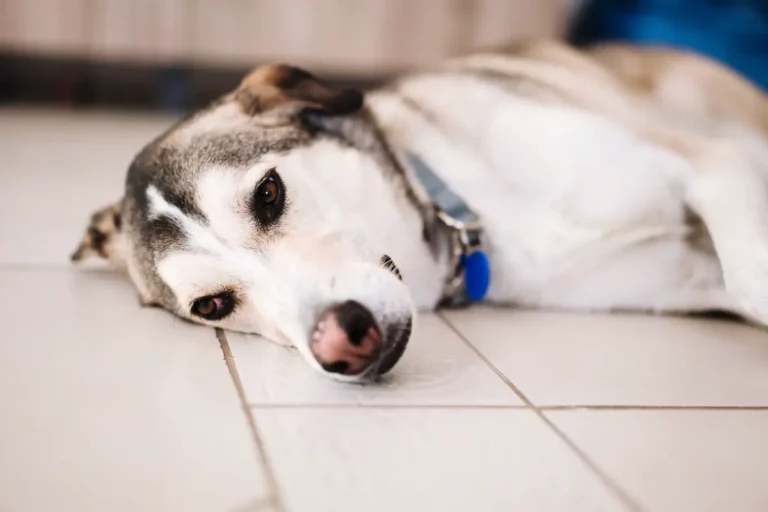 Are Tile Floors Bad for Dogs? (Explained With Solutions to Sliding)