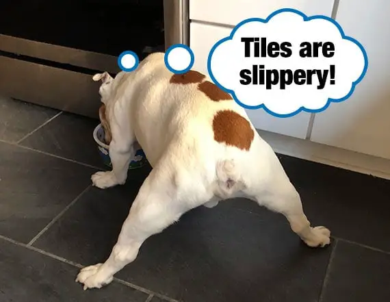 Elderly bulldog doing the splits as his hind legs slip on  tiles as he eats from dog bowl