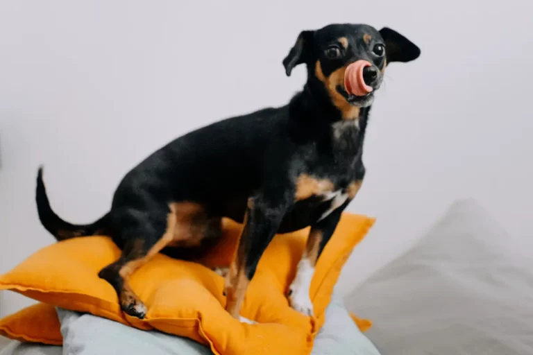 Why Does My Dog Hump Pillows? (6 Reasons & How To Stop It)