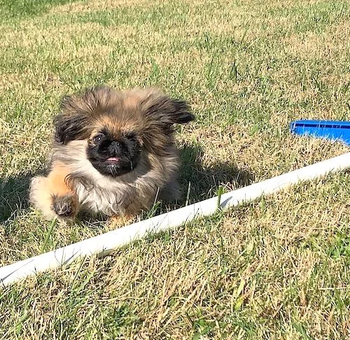 Dog can't jump over agility bar