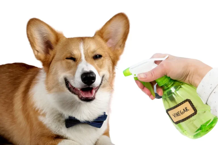 How Often Should I Spray My Dog with Apple Cider Vinegar?