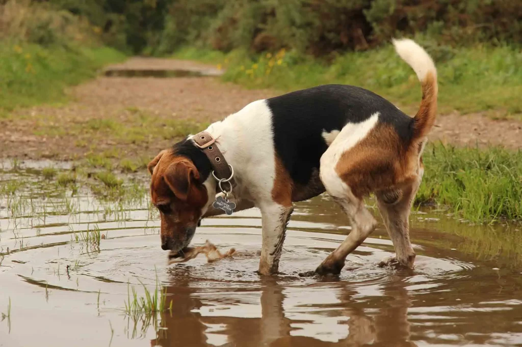 Will A Dog with Parvo Drink Water or Eat