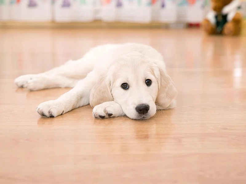 Dog laying on polished floor boards