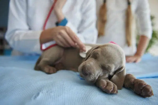 puppy with parvo being looked after by vet