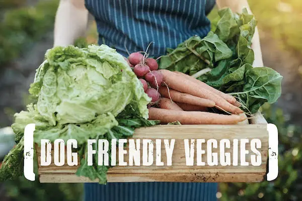 Best Vegetables for Dogs – 5 Nutrition-Packed Vegetables Dogs Love to Eat