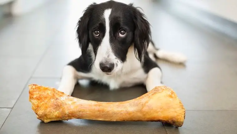 Can a Dog Eat Pork Rib Bones? [3 Risks You Need to Know]