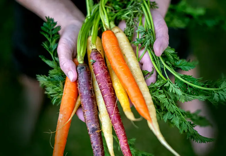 Carrots for dogs