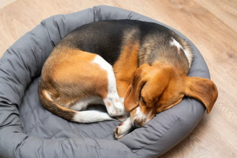 Your Dog’s Sleeping Positions and What They Mean