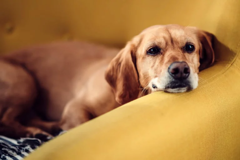 Poisoning in Dogs Symptoms [5 Signs Your Dog Has Poisoning]