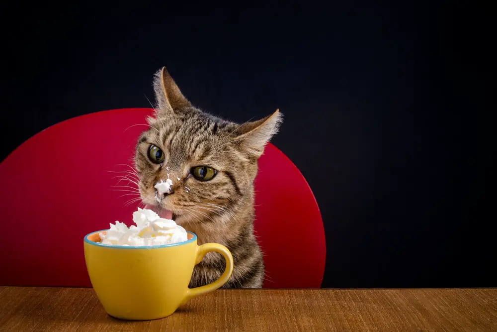 Can cats eat Starbucks whipped cream?