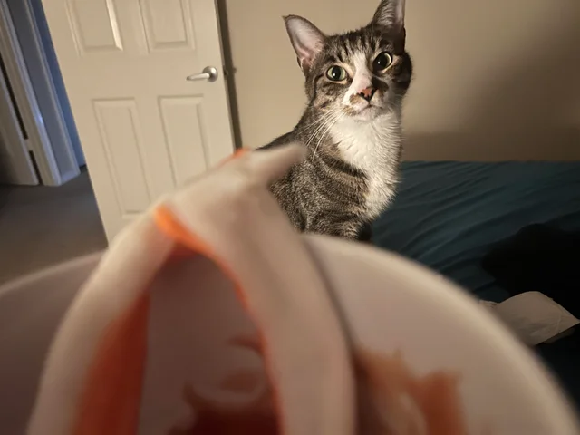 Cat looking at imitation crab