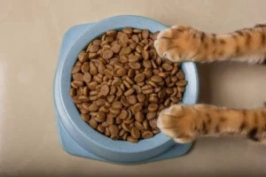 Cat pawing/scratching its food bowl