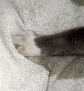 Cat kneading movement