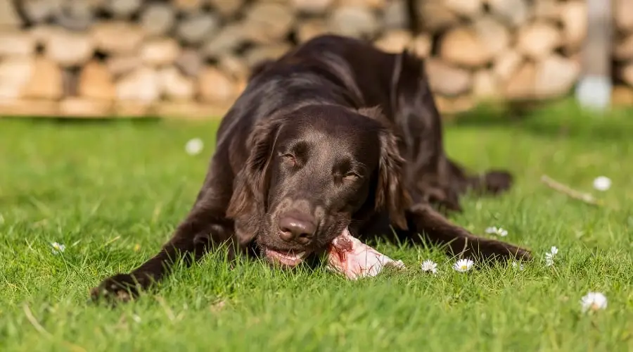 Can a Dog Eat Pork Rib Bones?