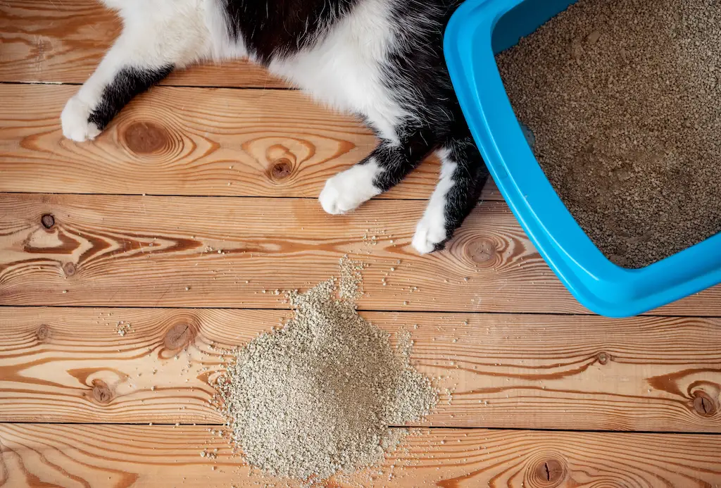 Why does my cat keep pooping outside the litter box? 