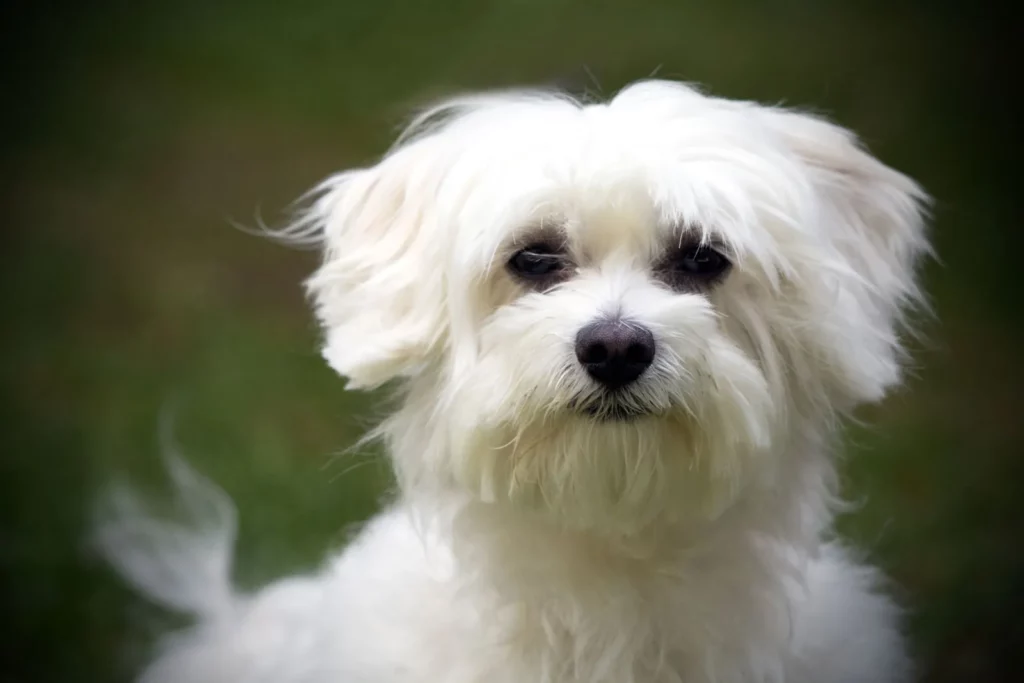 Maltese dog