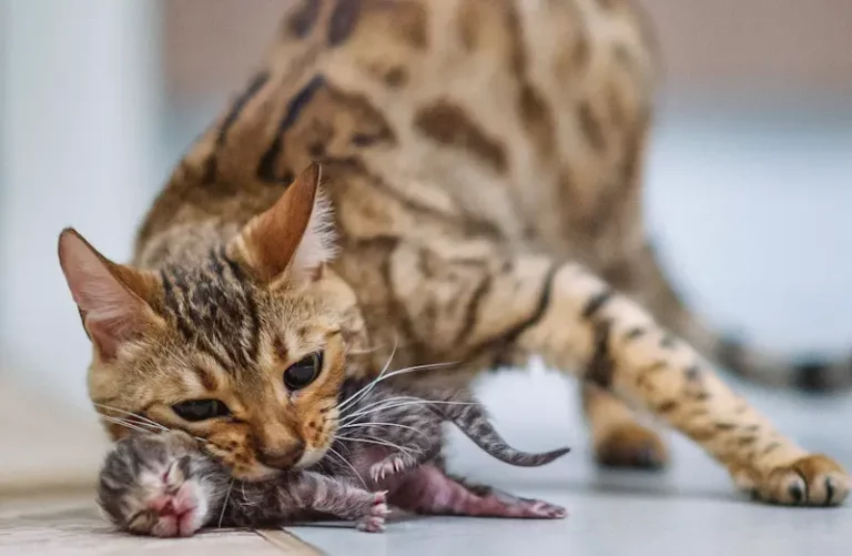 Why Do Mom Cats Bite Their Kittens’ Neck?