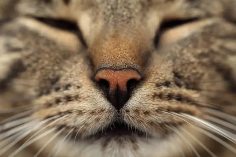 Why Do Cats Noses Get Wet When They Purr?