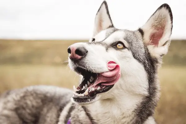 Why Do Dogs Mouths Quiver After Licking? (Explained!)