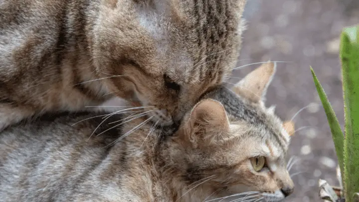 Cats mating - love biting