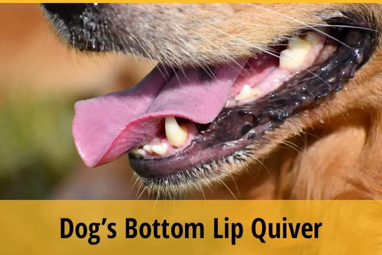 Why Do Dogs Mouths Quiver After Licking?