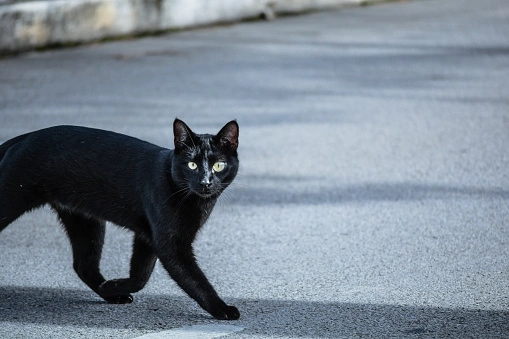 Stray cat coming to my house meaning spiritual