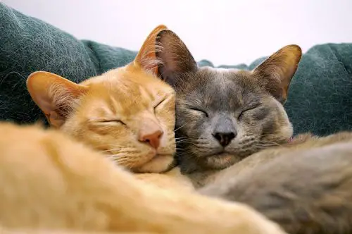 5 Ways How to Know If Your Cats are Bonded