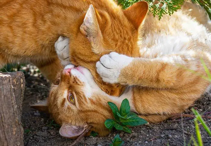 cat biting cat's neck playfully 