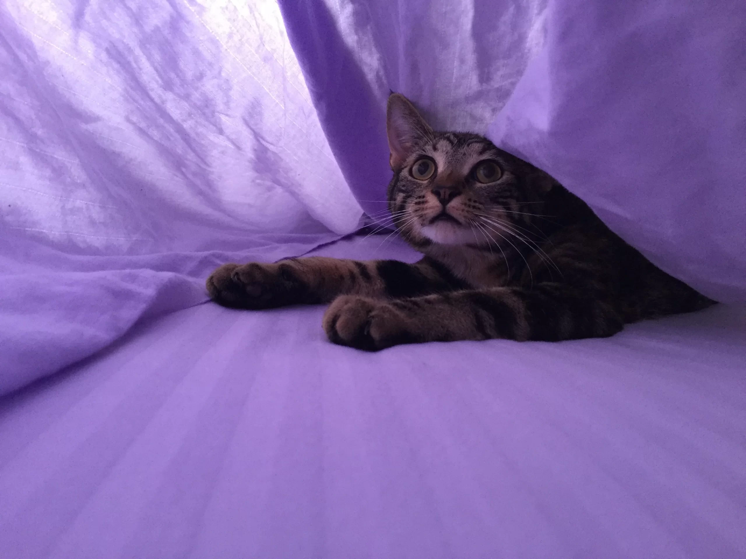 Cat burrowing under blanket