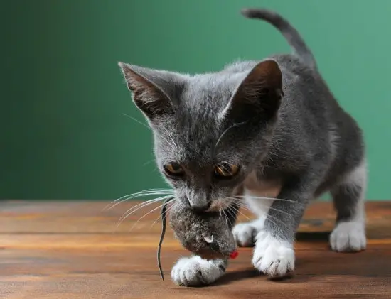 Why Do Cats Meow With Toys in Their Mouths? Exploring the Mysterious Habits of Our Feline Friends