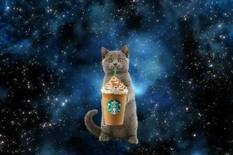 Can Cats Eat Whipped Cream from Starbucks?