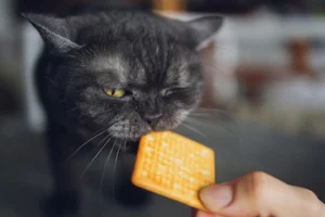Cat eating graham cracker