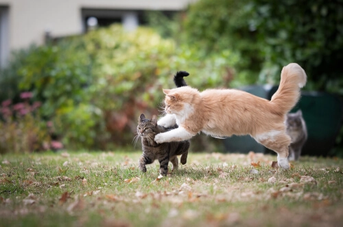 cat pouncing on other cat