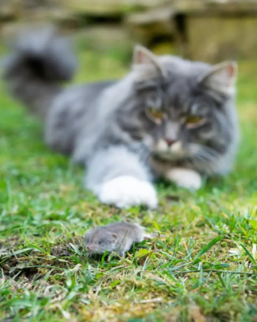 Can Cats Get Sick From Eating Poisoned Mice