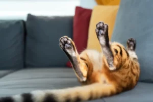 Cat laying on couch