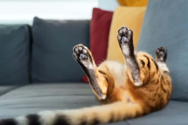 Do Cats Fart When They Are Scared, Stressed, Or Happy?