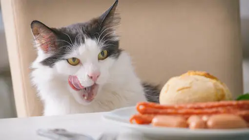 Can Cats Eat Sausages? Everything You Need to Know!